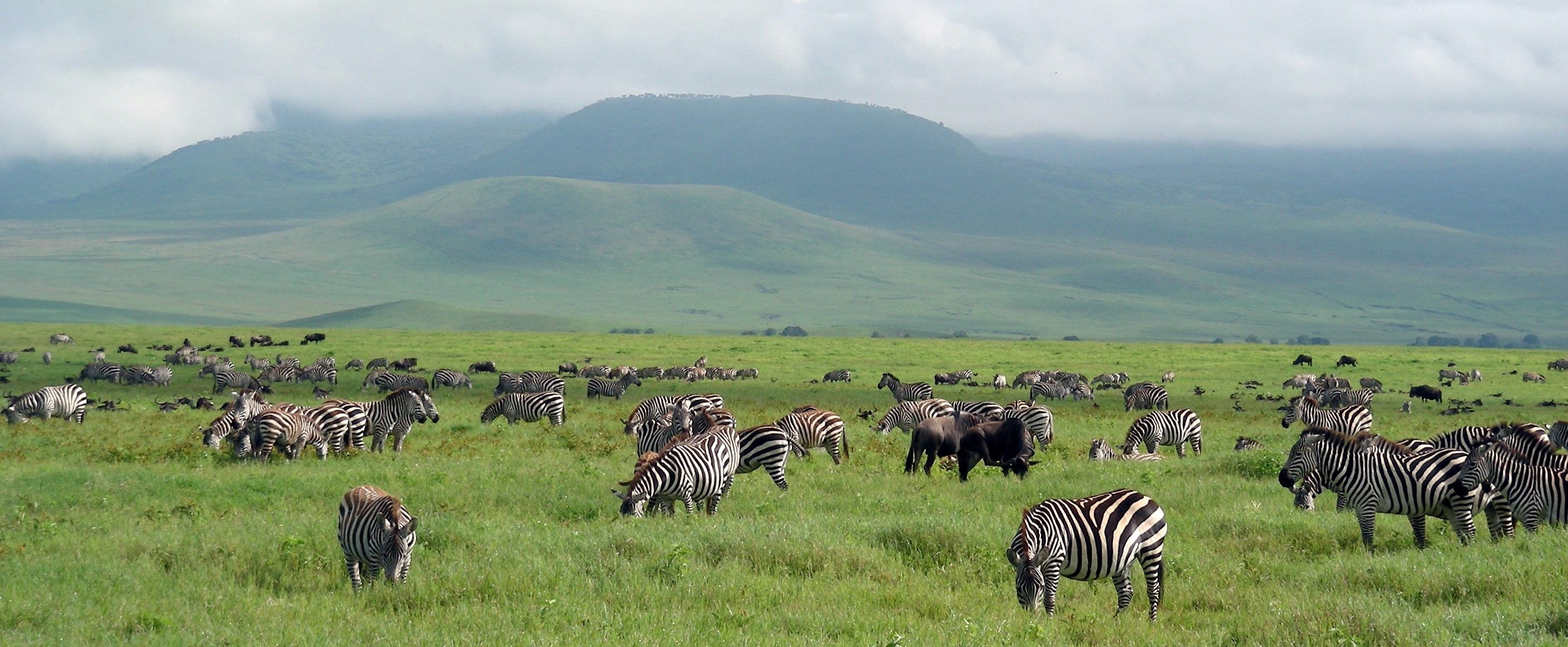 Zebraer er ikke et sjældent syn når man tager på safari i tanzania