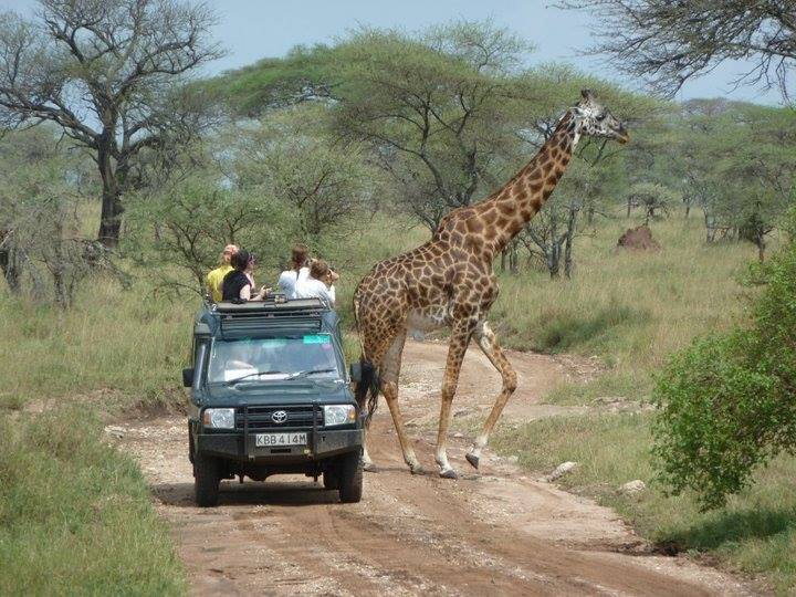 En giraf krydser vejen på en safari i tanzania